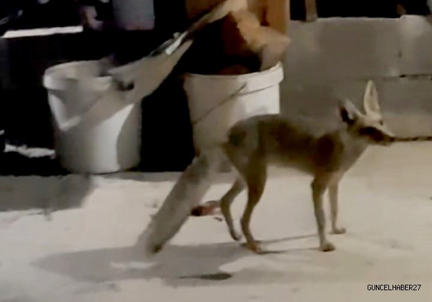 Tilkiyi eliyle besledi