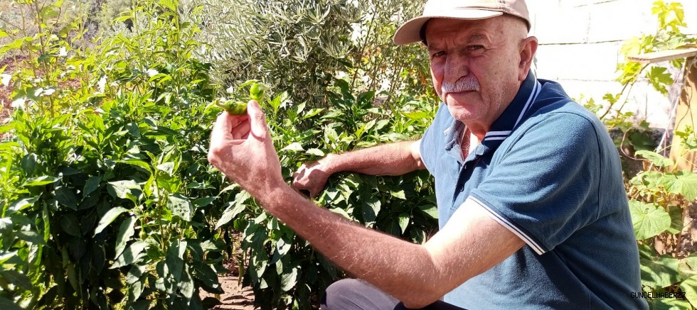 Yılan şeklindeki biberi görenler şaşırdı