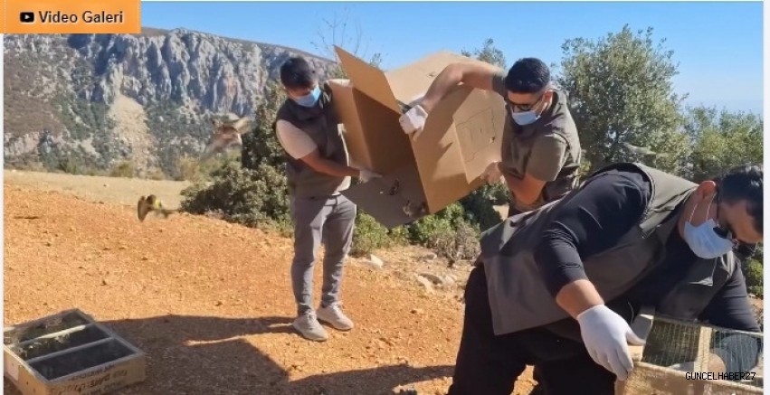 Hatay’da 1.431 Saka Kuşu Özgürlüğüne Kavuştu