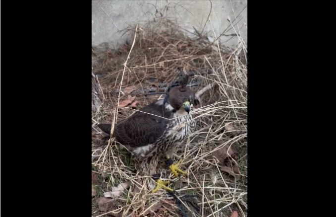 İstanbul’da Kaçak Yaban Hayvanı Operasyonu: 2 Gökdoğan Kurtarıldı