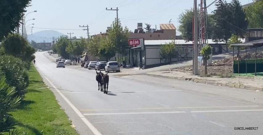 Trafikte ilerleyen eşekler zor anlar yaşattı