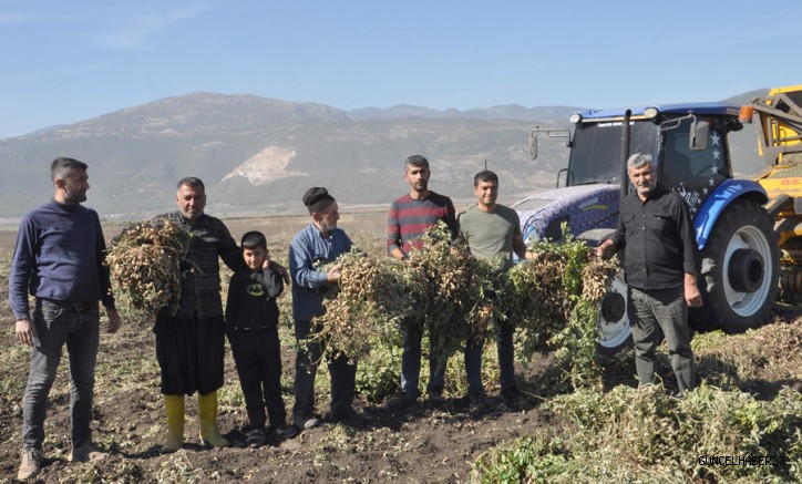 Gaziantep’te Yerfıstığında Hasat Zamanı