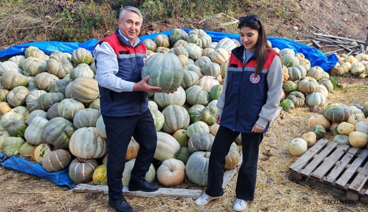 Kadın Çiftçi, Bal Kabağı Yetiştiriyor