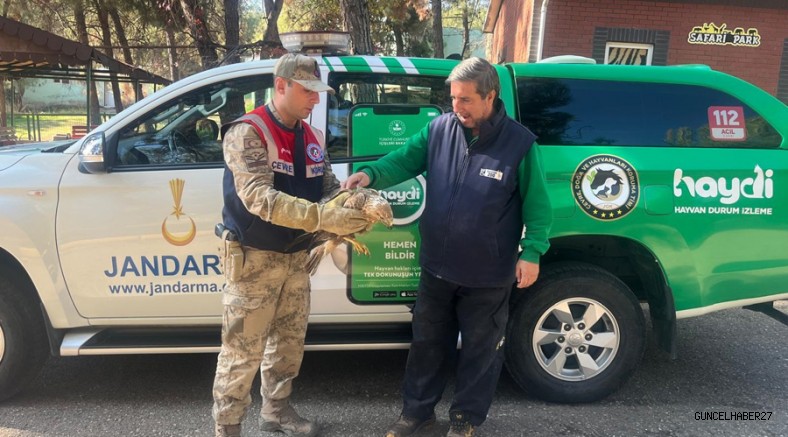 Gaziantep’te Jandarma yaralı Kartal’a sahip çıktı