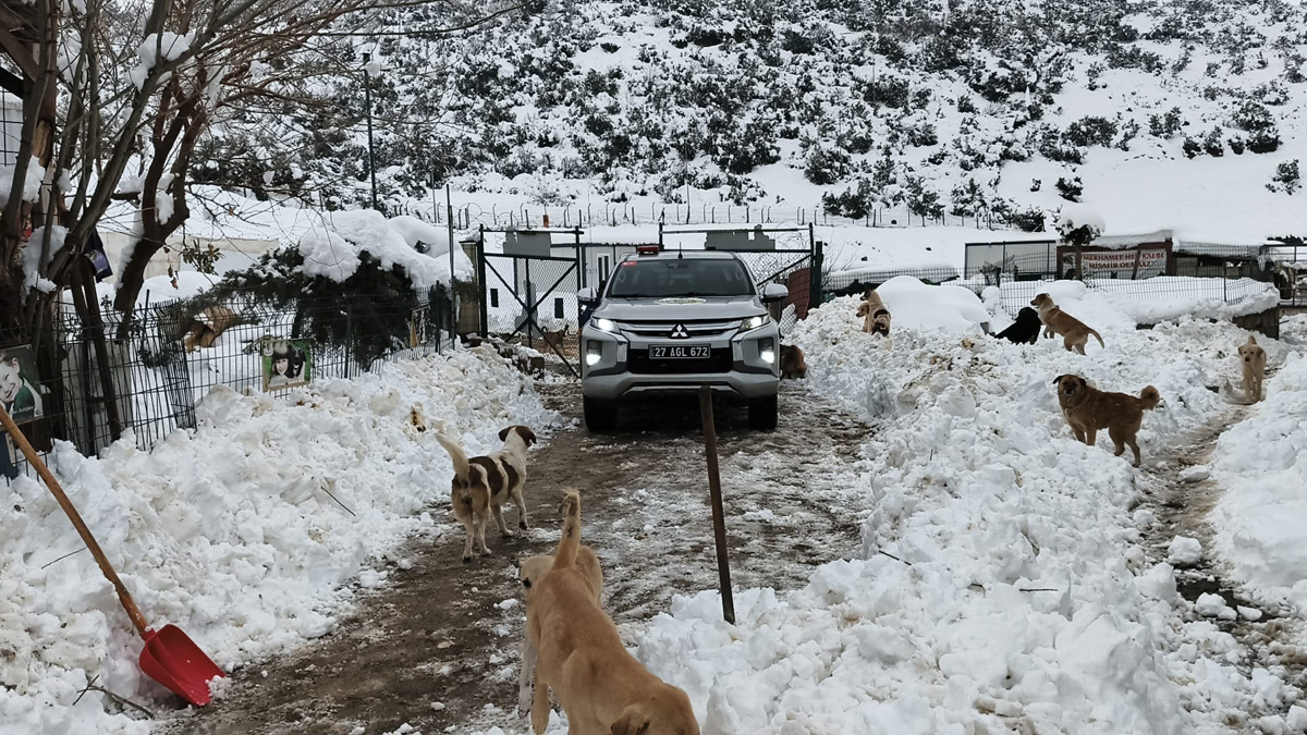 BARINAKTAKİ SOKAK HAYVANLARINA MAMA DESTEĞİ