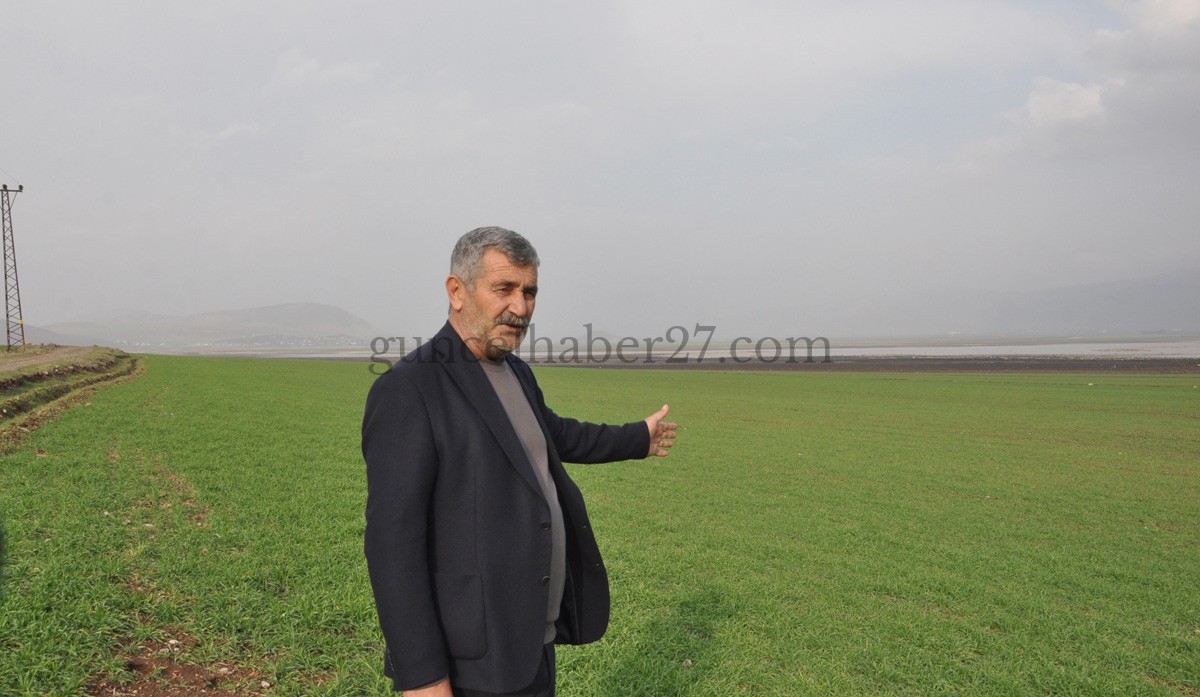 GAZİANTEP’TE YAĞMURLA YÜZÜ GÜLEN ÇİFTÇİ GÜBRE ATMAYA BAŞLADI