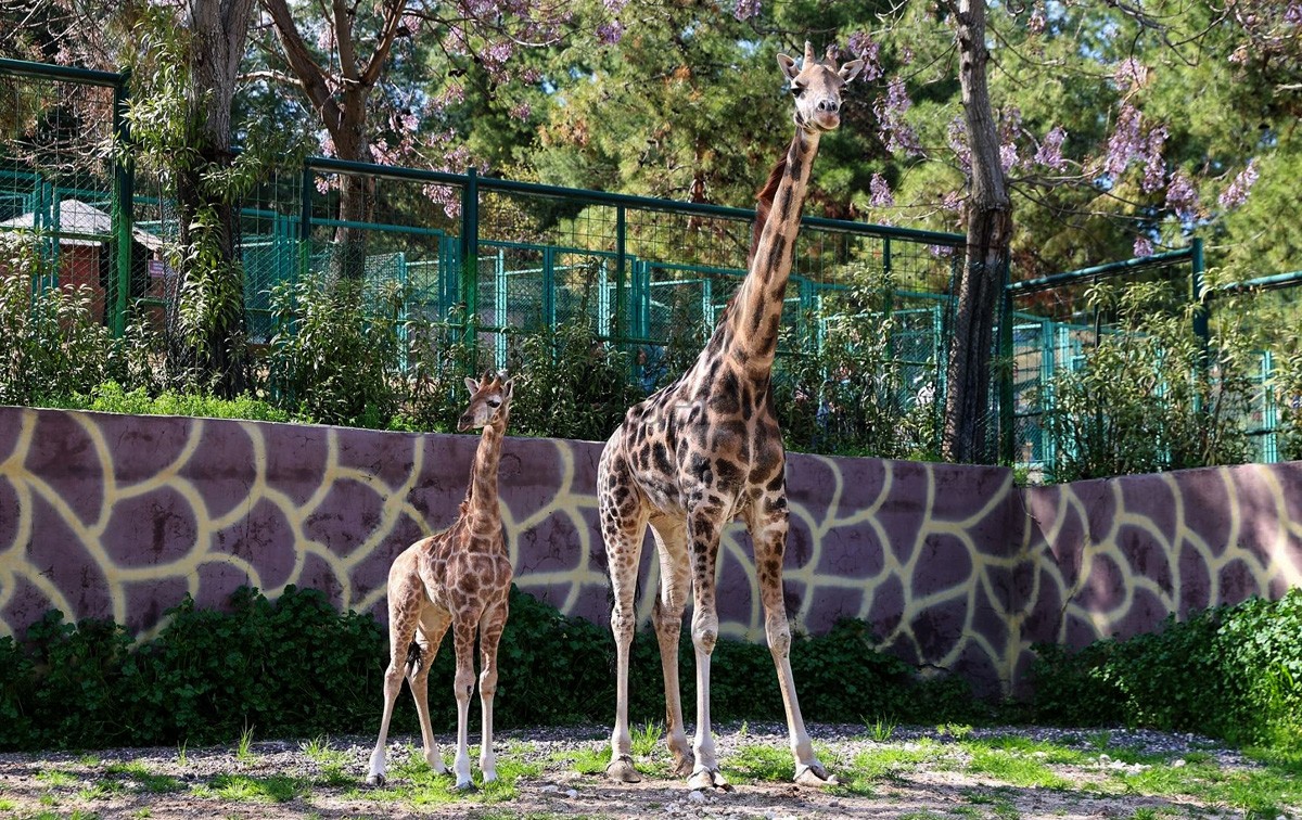 ZÜRAFA ŞAKİR İLE SELVİ’NİN YAVRUSUNA İSİM ARANIYOR