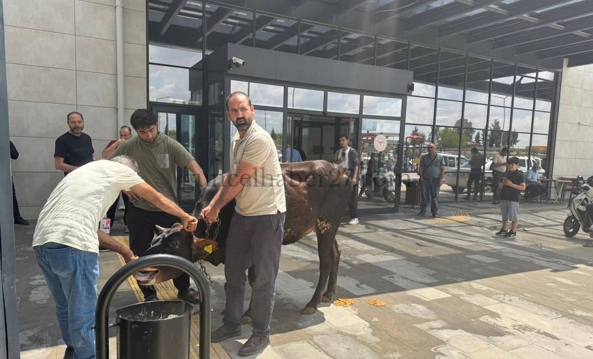 KURBANLIK DANA HASTANEDE YAKALANDI