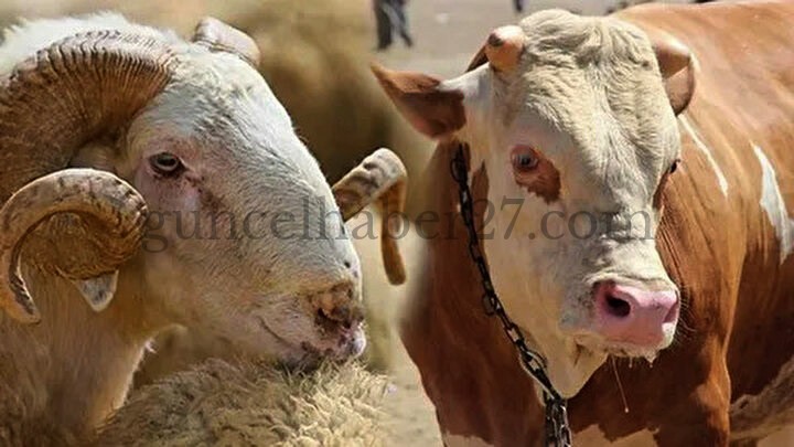 KURBAN KESİM FİYATLARI BELLİ OLDU