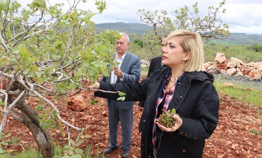 GAZİANTEP’TE TARIM ARAZİLERİNDE ZARAR TESPİT ÇALIŞMASI