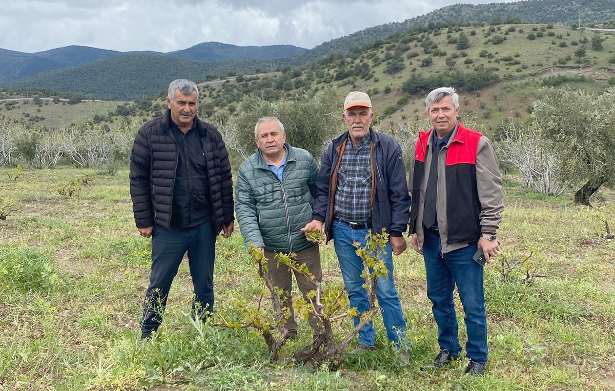 DOLU YAĞIŞI 3 BİN DEKAR ALANDAKİ MEYVE AĞAÇLARINA ZARAR VERDİ
