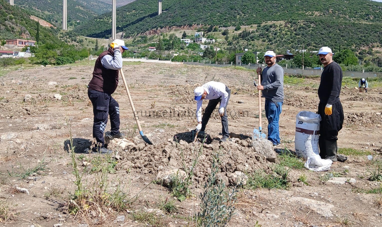 ÜNİVERSİTE ÖĞRENCİLERİ ZEYTİN FİDANI DİKTİ