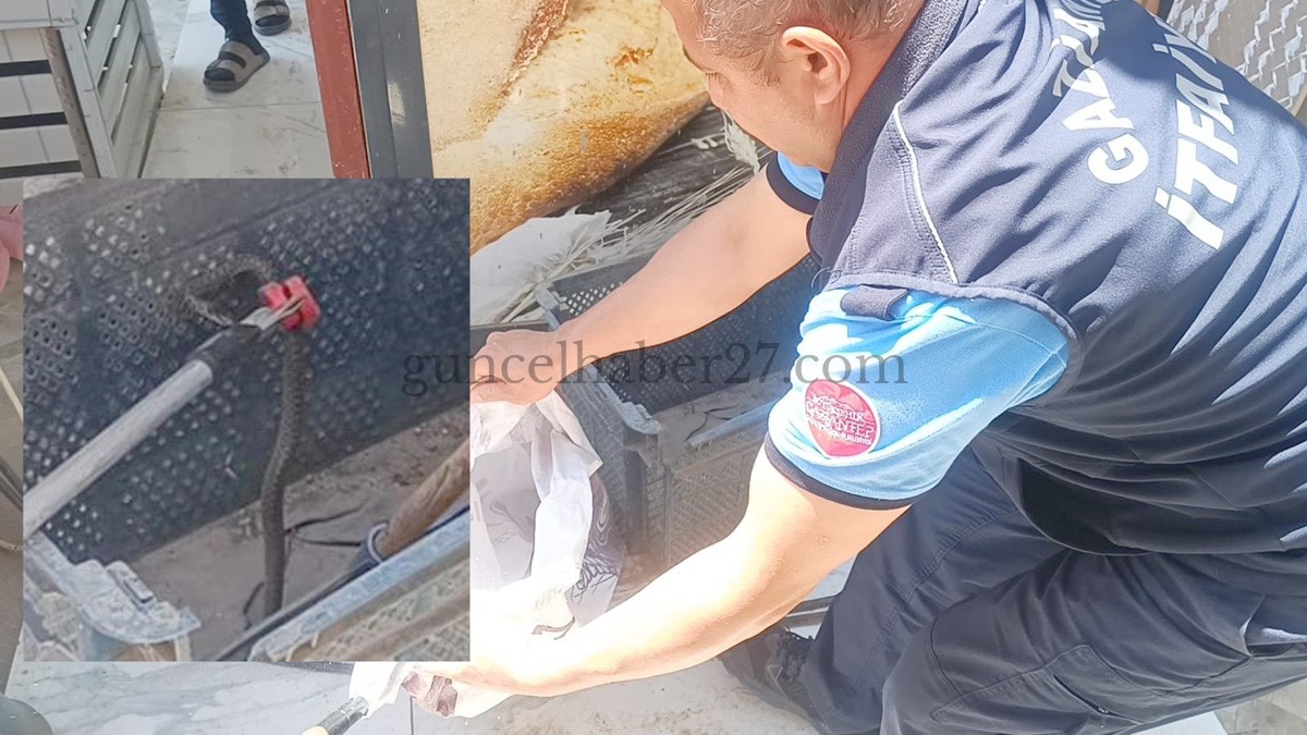 İŞ YERİNE GİREN YILAN DOĞAYA SALINDI