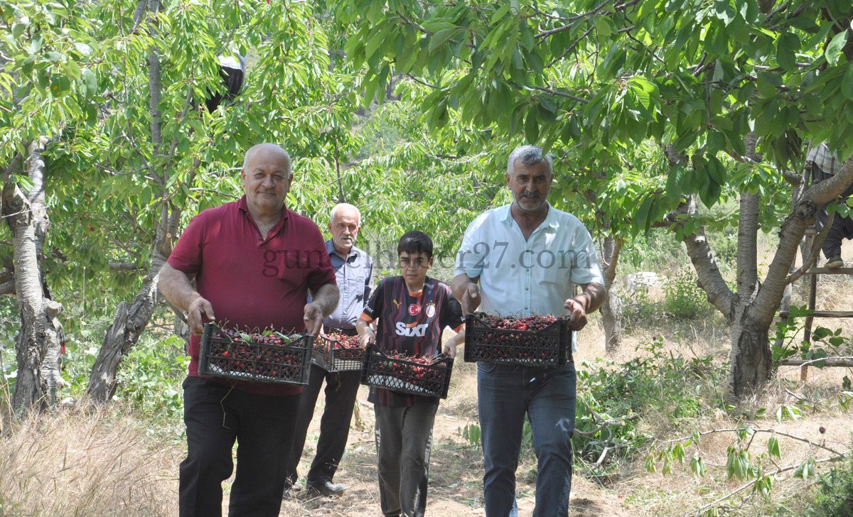 HUZURLU YAYLASINDA KİRAZ HASADI