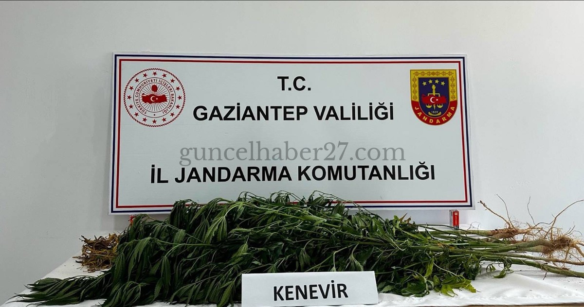 YASADIŞI KENEVİR EKİMİNE JANDARMADAN OPERASYON