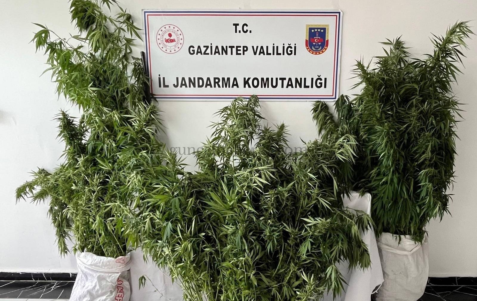 JANDARMADAN KENEVİR OPERASYONU