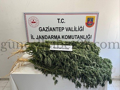 GAZİANTEP’TE YASA DIŞI KENEVİR EKİMİNE OPERASYON!