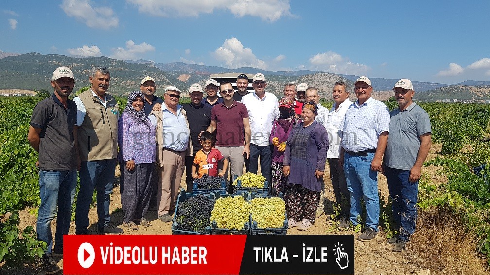 GAZİANTEP’TE SOFRALIK ÜZÜM HASADI BAŞLADI