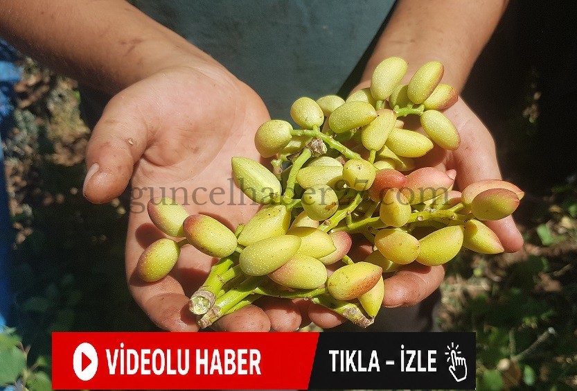 AMANOSLARDA BOZ ANTEP FISTIĞI HASADI BAŞLADI