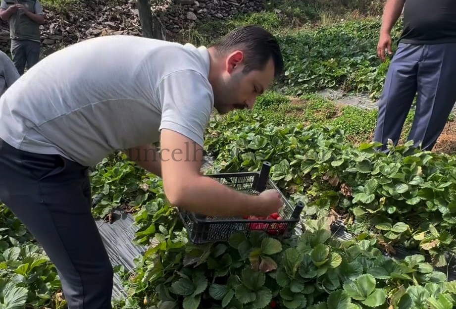 HUZURLU YAYLASINDA ÇİLEK HASADI