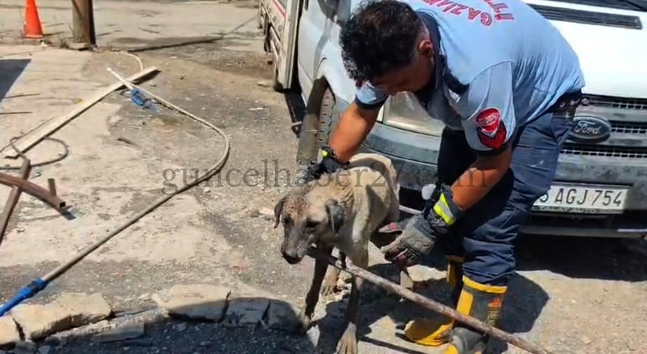 KONTEYNER ALTINDA MAHSUR KALAN KÖPEKLER KURTARILDI