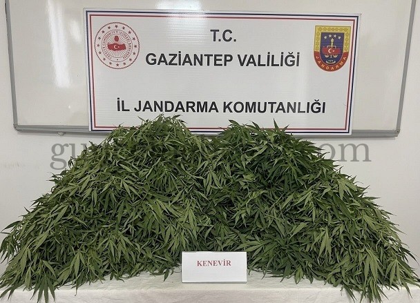 YASADIŞI KENEVİR EKİMİNE JANDARMA OPERASYONU