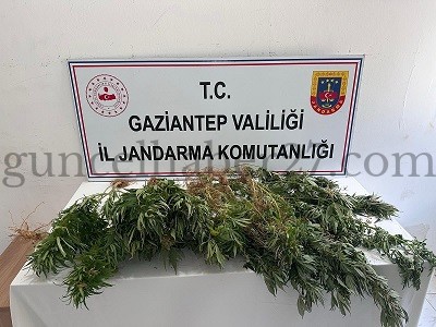 YASADIŞI KENEVİR EKİMİNE JANDARMA OPERASYONU