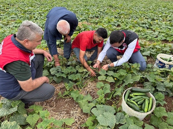 HASANBEYLİ’DE SALATALIK HASADI YAPILDI