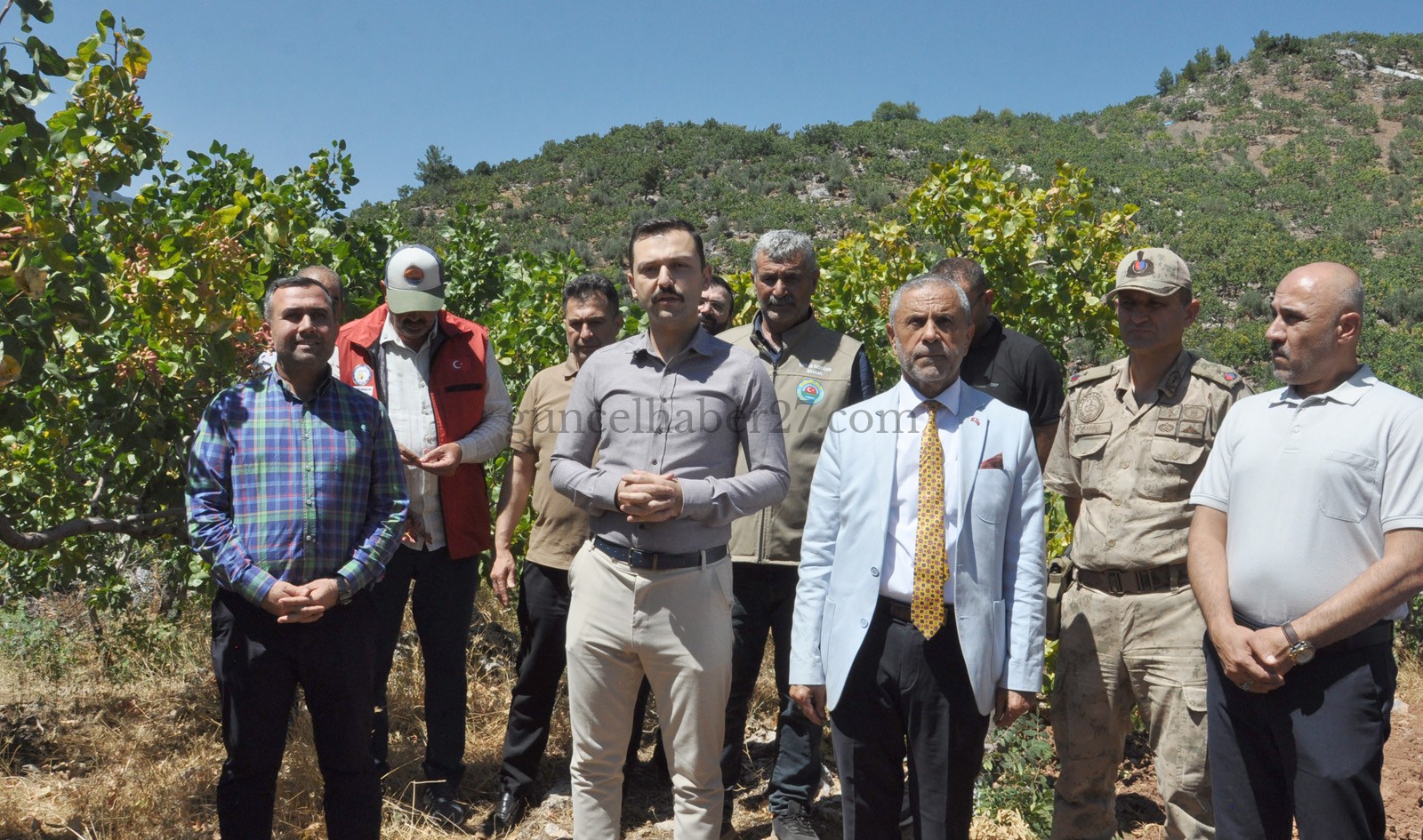 MENENGİÇ AĞAÇLARI ANTEP FISTIĞINA DÖNÜŞECEK