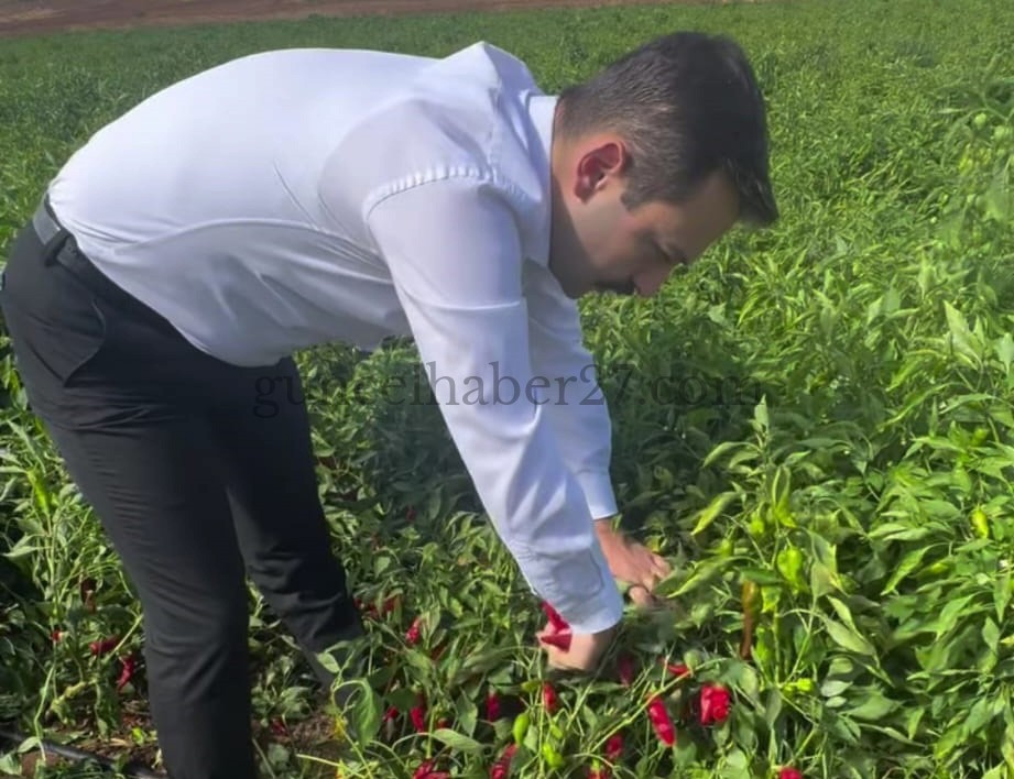 İSLAHİYE KAYMAKAMI OĞUZTÜRK, BİBER HASADINA KATILDI