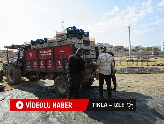 İSLAHİYE’DE ÜZÜMÜN GÜNEŞLE SINAVI