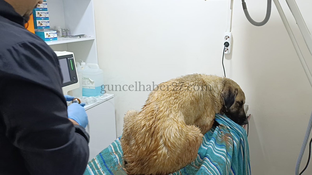 İSLAHİYE’DE YARALI KÖPEK TEDAVİYE ALINDI