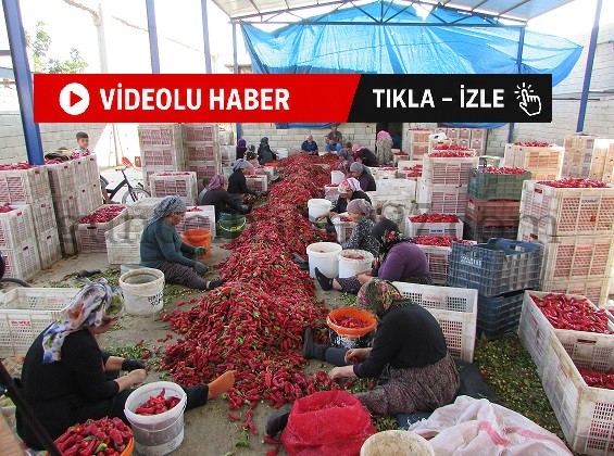 EKMEKLERİNİ ACIDAN ÇIKARIYORLAR