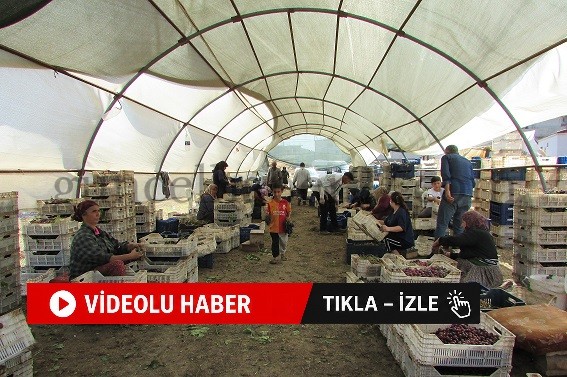 İSLAHİYE’DE ÜZÜMÜN GÜNEŞLE SINAVI